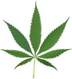 Cannabis leaf